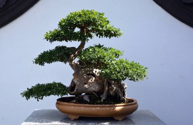 Bonsai. Bitki yetiştirme tekniklerini kullanarak ağaçların şeklini ve büyüklüğünü taklit eden küçük ağaçlar üreten bir Asya sanatı türüdür.