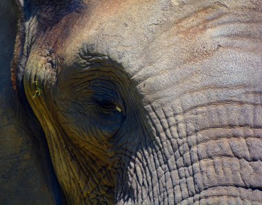 Afrika filleri Loxodonta cinsinin filleridir. Cins iki mevcut türe sahiptir: Afrika çalı fili, L. africana ve daha küçük Afrika orman fili.
