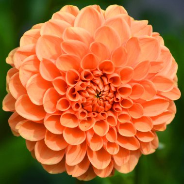 Dahlia, Meksika, Orta Amerika ve Kolombiya 'da yetişen tüylü, veremli ve uzun ömürlü bir bitki cinsidir.. 