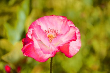Haşhaş, Papaveroideae familyasının Papaveroideae alt familyasından bir bitki türü. Gelincikler otçul bitkilerdir, genellikle renkli çiçekleri için yetiştirilirler.. 