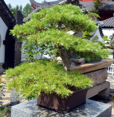 Bonsai. Bitki yetiştirme tekniklerini kullanarak ağaçların şeklini ve büyüklüğünü taklit eden küçük ağaçlar üreten bir Asya sanatı türüdür.