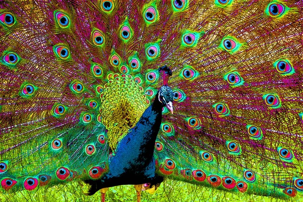 Peacock Feathers Sign Illustration Pop Art Background Icon Color Spots — Φωτογραφία Αρχείου