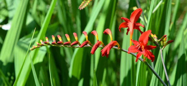 Crocosmia Small Genus Flowering Plants Iris Family Iridaceae Native Grasslands — Stock Photo, Image