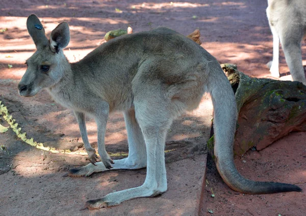 Canguru Marsupial Família Macropodidae Macrópodes Que Significa Grande — Fotografia de Stock