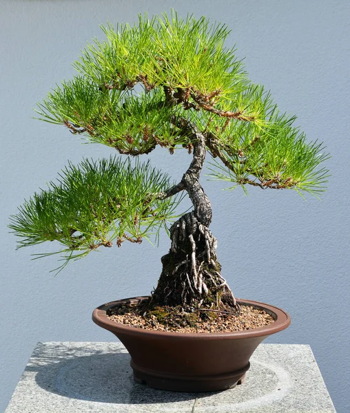 Bonsai. It is an Asian art form using cultivation techniques to produce small trees in containers that mimic the shape and scale of full size trees