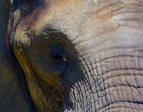 Afrikai Elefántok Loxodonta Nemzetségbe Tartozó Elefántok Nemzetség Két Létező Fajból — Stock Fotó