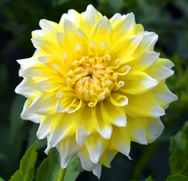 Dahlia Genus Bushy Tuberous Perennial Plants Native Mexico Central America — Stock Photo, Image