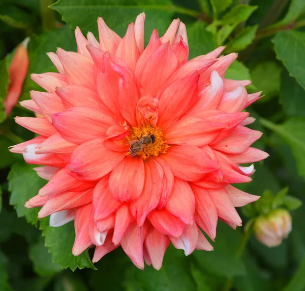 Dahlia Est Genre Plantes Vivantes Touffues Touffues Originaire Mexique Amérique — Photo