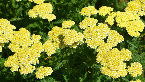 Achillea Millefolium Comunemente Nota Come Achillea Achillea Comune Una Pianta — Foto Stock