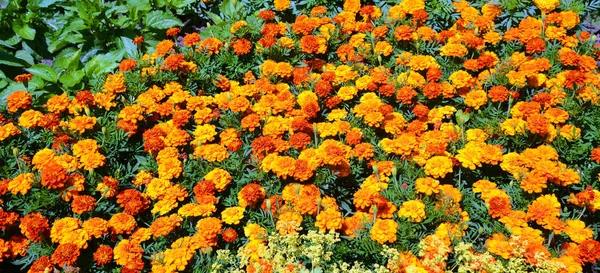 Tagetes Genus Annual Perennial Mostly Herbaceous Plants Family Asteraceae Several — 스톡 사진