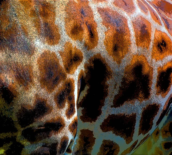 Giraffe Skin Close Giraffa Camelopardalis African Even Toed Ungulate Mammal — Stock Fotó