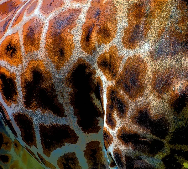 Giraffe Skin Close Giraffa Camelopardalis African Even Toed Ungulate Mammal — Stock Photo, Image