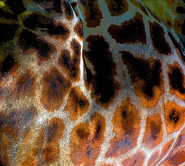 Жирафа Giraffa Camelopardalis Африканський Негустий Ссавець Найвищий Усіх Видів Наземних — стокове фото