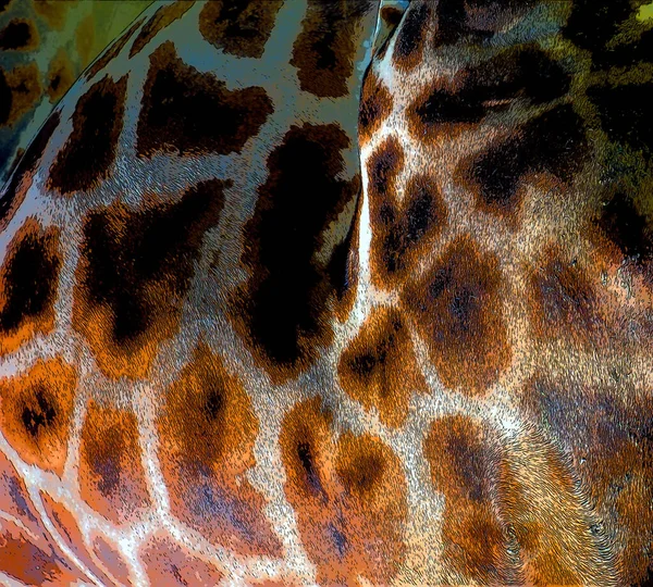 Giraffe Skin Close Giraffa Camelopardalis African Even Toed Ungulate Mammal — стоковое фото