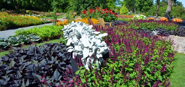 Beautiful Flowers Garden Flowerbed — Stock Photo, Image