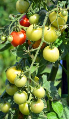 Çeri domatesi, yabani frenk üzümü ve evcilleştirilmiş bahçe domatesleri arasında orta derecede genetik bir karışım olduğuna inanılan küçük yuvarlak domates türüdür.