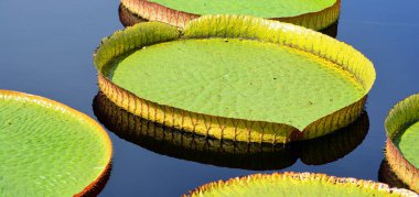 Victoria amazonica, nilüfergiller (Nymphaeaceae) familyasından bir bitki türü. Guyana 'nın ulusal çiçeği..