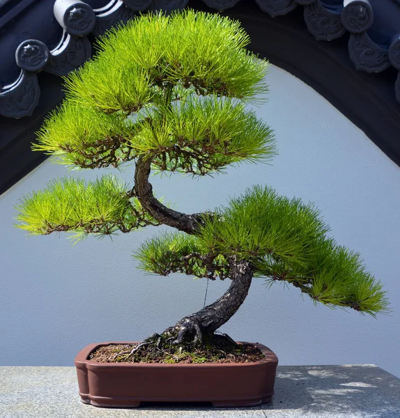 Bonsai. It is an Asian art form using cultivation techniques to produce small trees in containers that mimic the shape and scale of full size trees