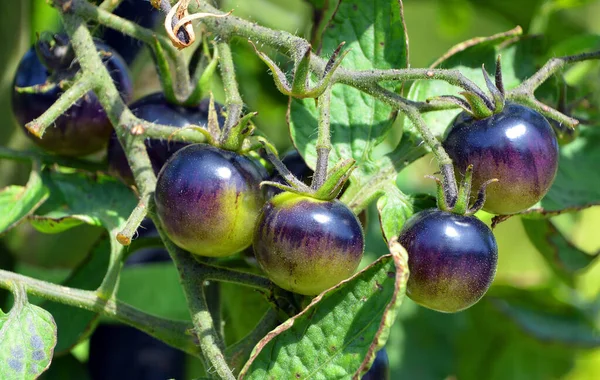 브래드의 솔라눔 Solanum Lycopersicum 토마토 품종이다 브래드의 원자탄 재배자로 — 스톡 사진