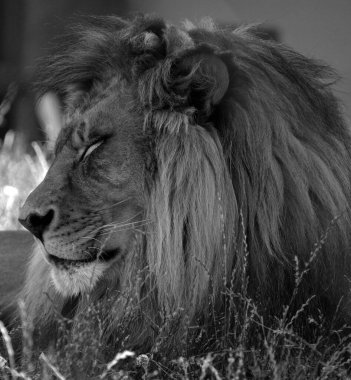 Erkek aslan son derece ayırt edici, erkek aslan yelesinden kolayca tanınır ve yüzü insan kültüründe en çok tanınan hayvan sembollerinden biridir..