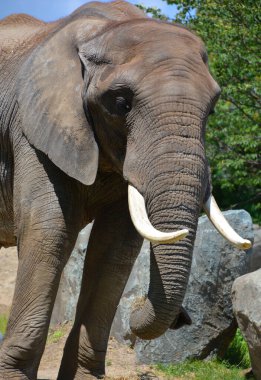 Afrika filleri Loxodonta cinsinin filleridir. Cins iki mevcut türe sahiptir: Afrika çalı fili, L. africana ve daha küçük Afrika orman fili.