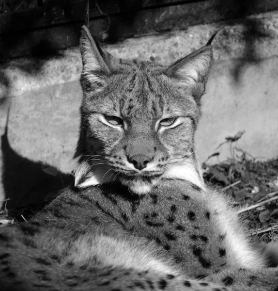 Eurasian Lynx Also Known European Siberian Lynx — Fotografia de Stock
