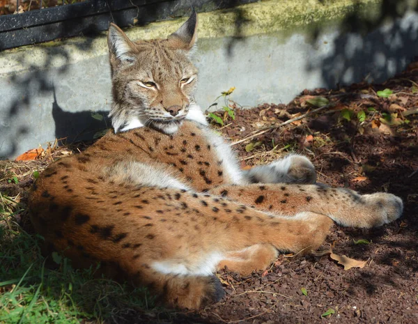 Euraziatische Lynx Ook Bekend Als Europese Siberische Lynx — Stockfoto