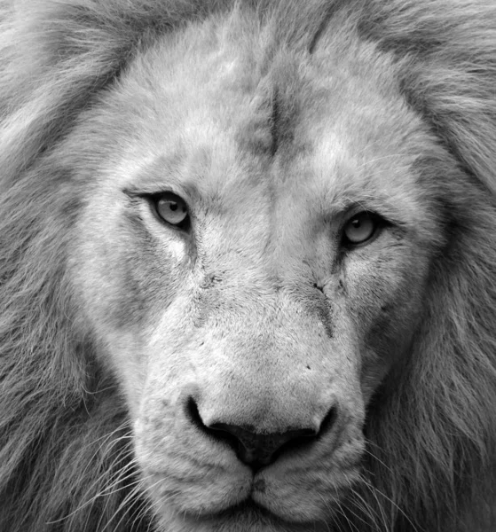 Manligt Lejon Mycket Distinkt Det Manliga Lejonet Lätt Att Känna — Stockfoto