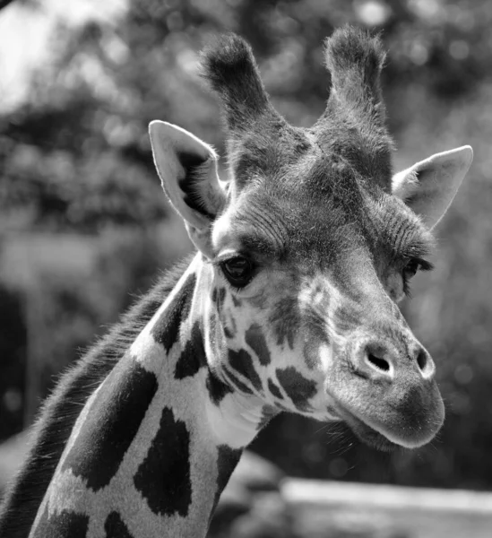 Zsiráf Giraffa Camelopardalis Egy Afrikai Páros Ujjú Patás Emlős Összes — Stock Fotó