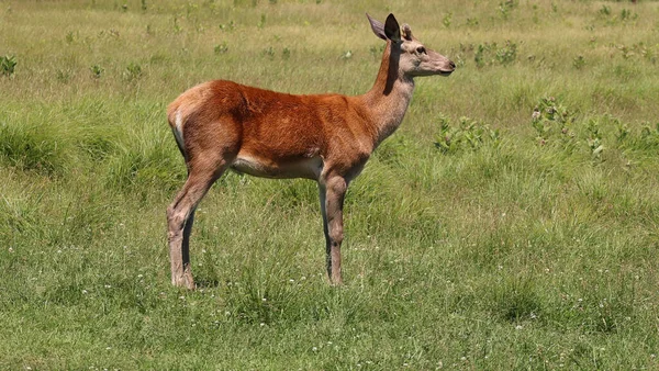 Unga Rådjur Ängen — Stockfoto