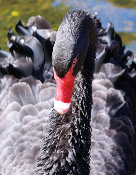 Černá Labuť Velký Vodní Pták Druh Labutě Který Chová Hlavně — Stock fotografie