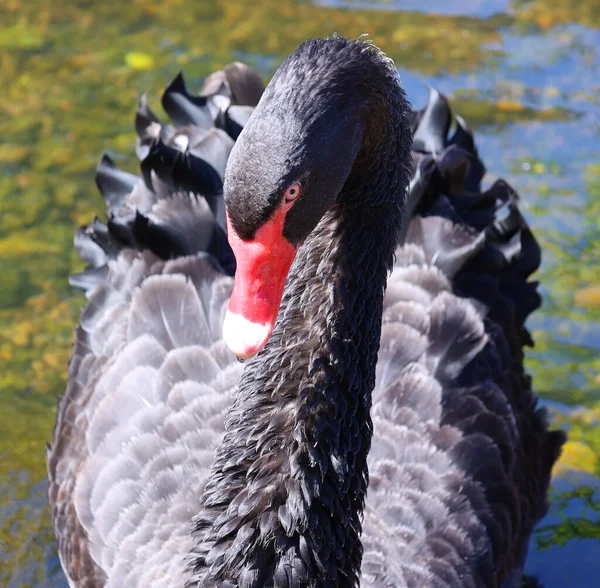 Cisne Negro Uma Ave Aquática Grande Uma Espécie Cisne Que — Fotografia de Stock