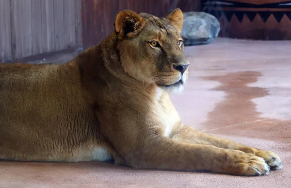 Löwin Zoo — Stockfoto