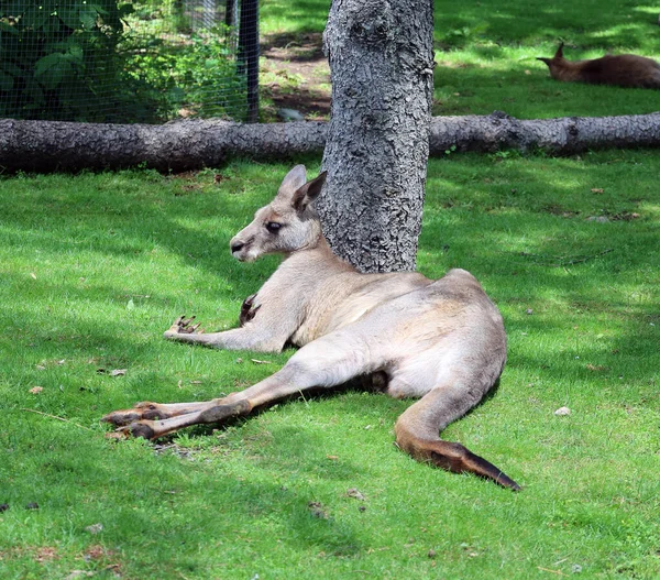 Canguru Marsupial Família Macropodidae Macrópodes Que Significa Grande — Fotografia de Stock