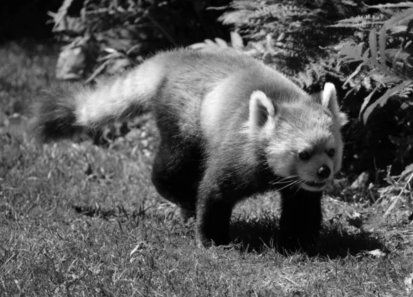 Czerwona Panda Ailurus Fulgens Zwana Również Mniejszą Pandą Czerwonym Kocim — Zdjęcie stockowe