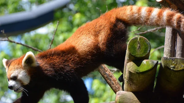 Panda Rouge Ailurus Fulgens Est Petit Mammifère Arboricole Originaire Est — Photo