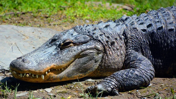 Ein Alligator Ist Ein Krokodil Aus Der Gattung Alligator Der — Stockfoto