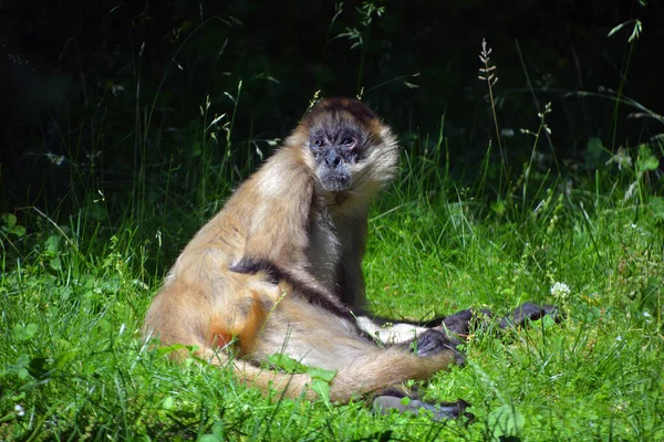 Spider Monkeys New World Monkeys Belonging Genus Ateles Part Subfamily — стоковое фото