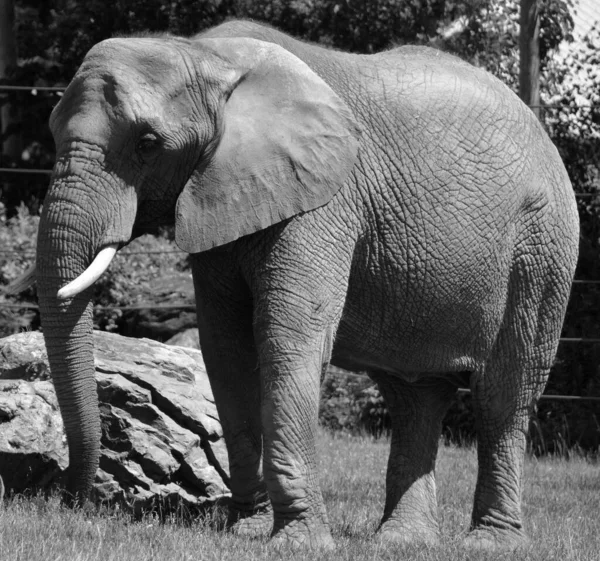 Elefantes Africanos São Elefantes Gênero Loxodonta Gênero Composto Por Duas — Fotografia de Stock