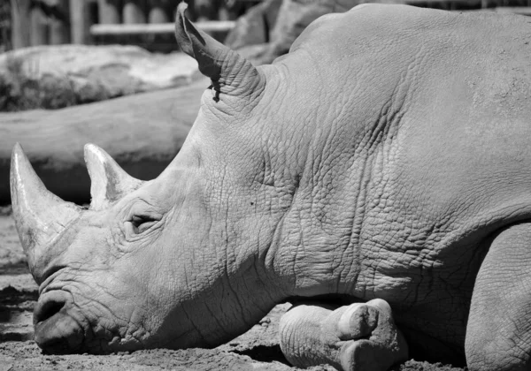 Das Breitmaulnashorn Oder Quadratlippennashorn Ist Die Größte Erhaltene Nashornart Hat — Stockfoto