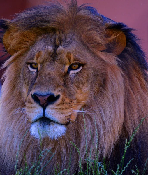 雄ライオン 雄ライオンは雄によって容易に認識され その顔は人間の文化において最も広く認識されている動物のシンボルの1つである — ストック写真