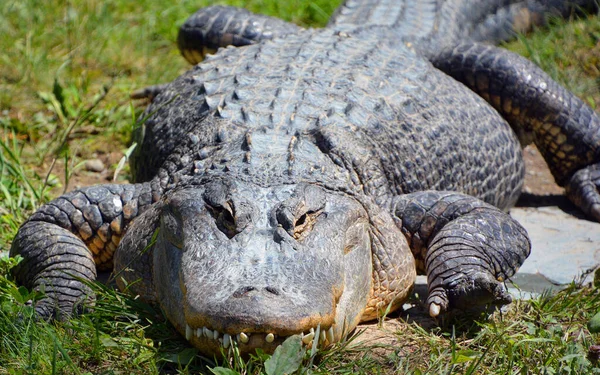 Аллигатор Является Крокодилом Рода Alligator Семейства Alligatoridae Два Живых Вида — стоковое фото