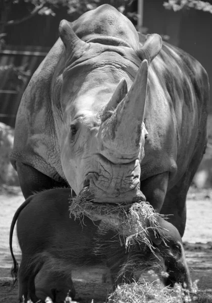 Das Breitmaulnashorn Oder Quadratlippennashorn Ist Die Größte Erhaltene Nashornart Hat — Stockfoto