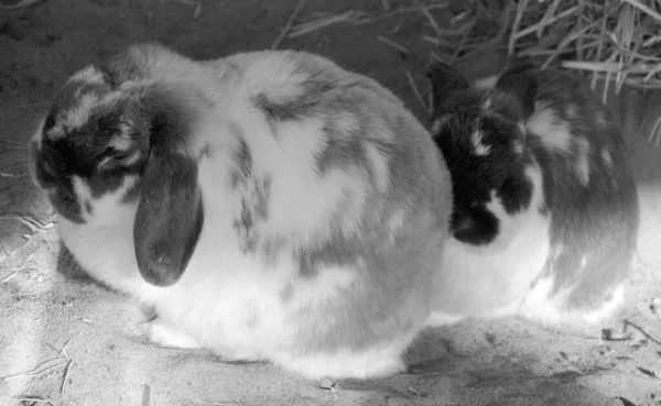 Los Conejos Son Pequeños Mamíferos Familia Leporidae Del Orden Lagomorpha — Foto de Stock