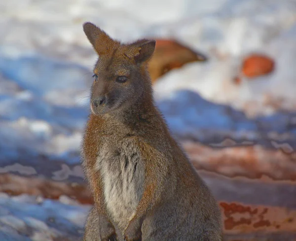 Inverno Wallaby Qualquer Animal Pertencente Família Macropodidae Que Menor Que — Fotografia de Stock