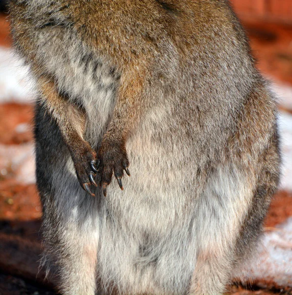 Zimie Wallaby Jest Każde Zwierzę Należące Rodziny Macropodidae Który Jest — Zdjęcie stockowe