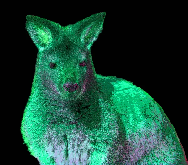 Wallaby Sinal Ilustração Pop Art Ícone Fundo Com Manchas Cor — Fotografia de Stock