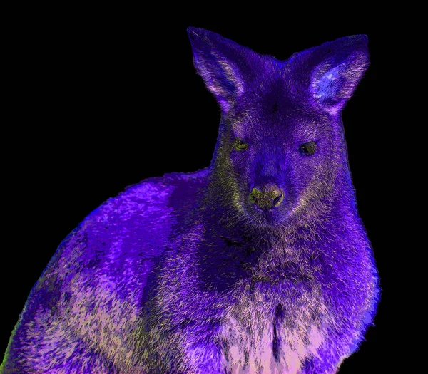 Wallaby Skylt Illustration Pop Art Bakgrund Ikon Med Färgfläckar — Stockfoto