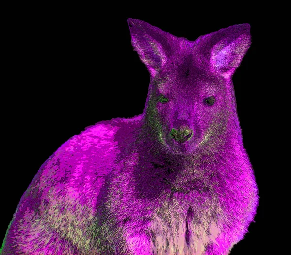 Wallaby Σύμβολο Εικονογράφηση Σύμβολο Pop Art Φόντο Κηλίδες Χρώματος — Φωτογραφία Αρχείου