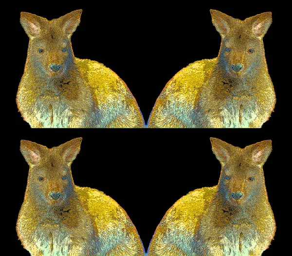 Wallaby Skylt Illustration Pop Art Bakgrund Ikon Med Färgfläckar — Stockfoto